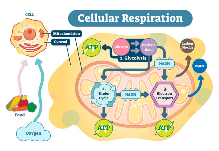 Mitochondria Energy Production And Exercise